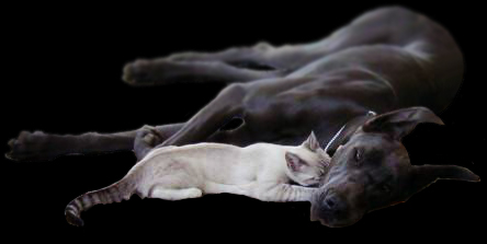 Coleridge Blue Great Danes