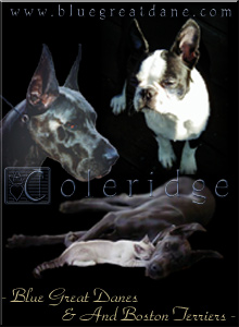 BlueGreatDane.Com - Logo
