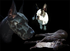 Coleridge - Blue Great Danes